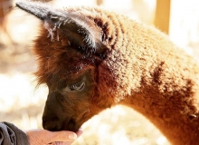 brown-alpaca