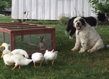 bunny dogs and ducks all together