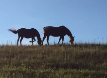 horses-on-hill