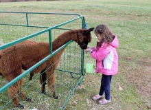 kid-feeding-alpaca