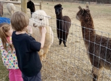 kids-and-alpacas