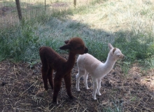 young-alpacas